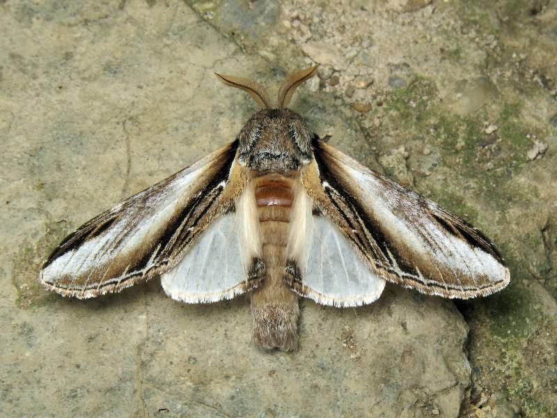 Pheosia tremula (Clerck, 1759)